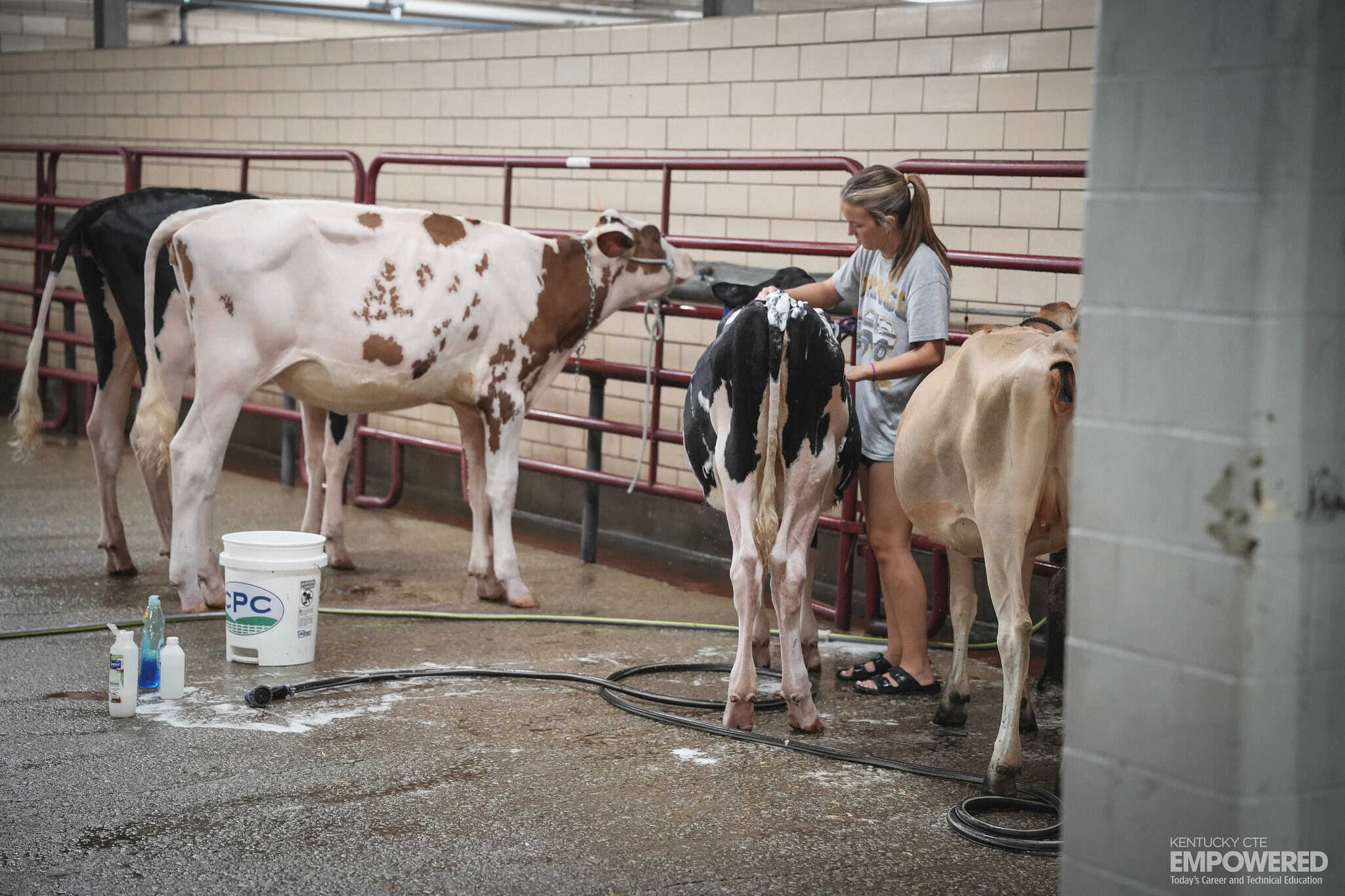 54767197064_745c7856e9_k Kentucky State Fair Livestock Exhibit of Dairy Cows